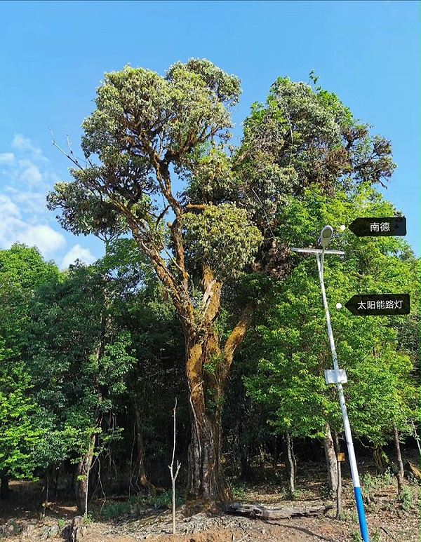 河南太陽能路燈_南德太陽能路燈_新農村太陽能路燈