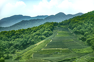 茶園.jpg